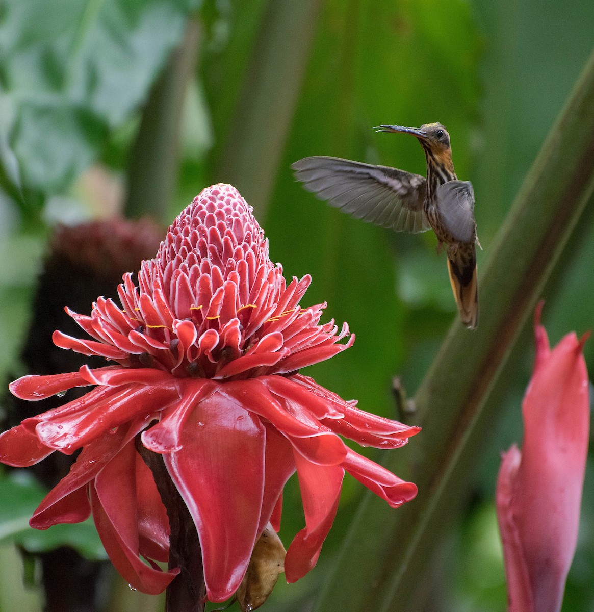 Saw-billed Hermit - ML121928431