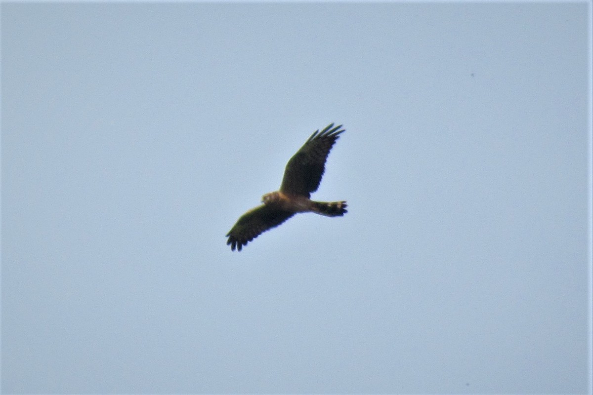 Montagu's Harrier - ML121928491