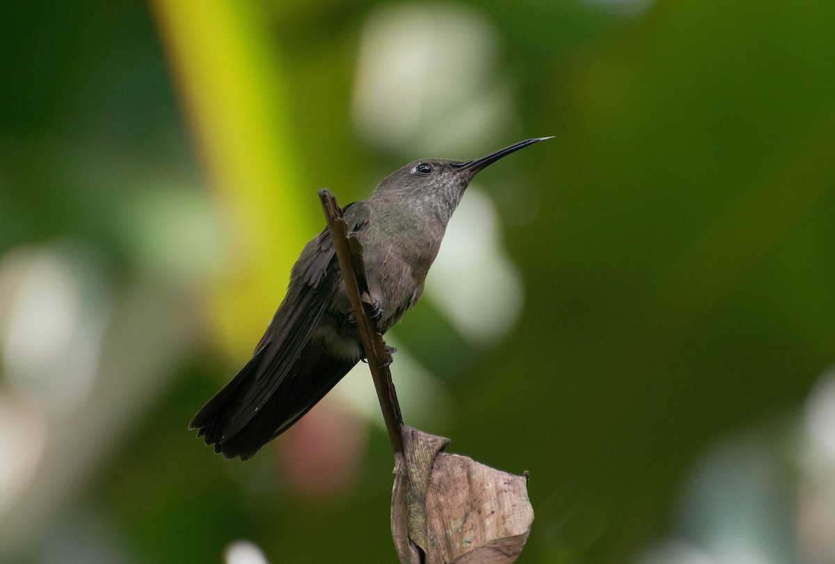 kolibřík temný - ML121928651