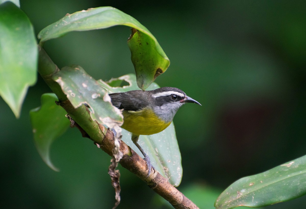 Bananaquit - ML121928731