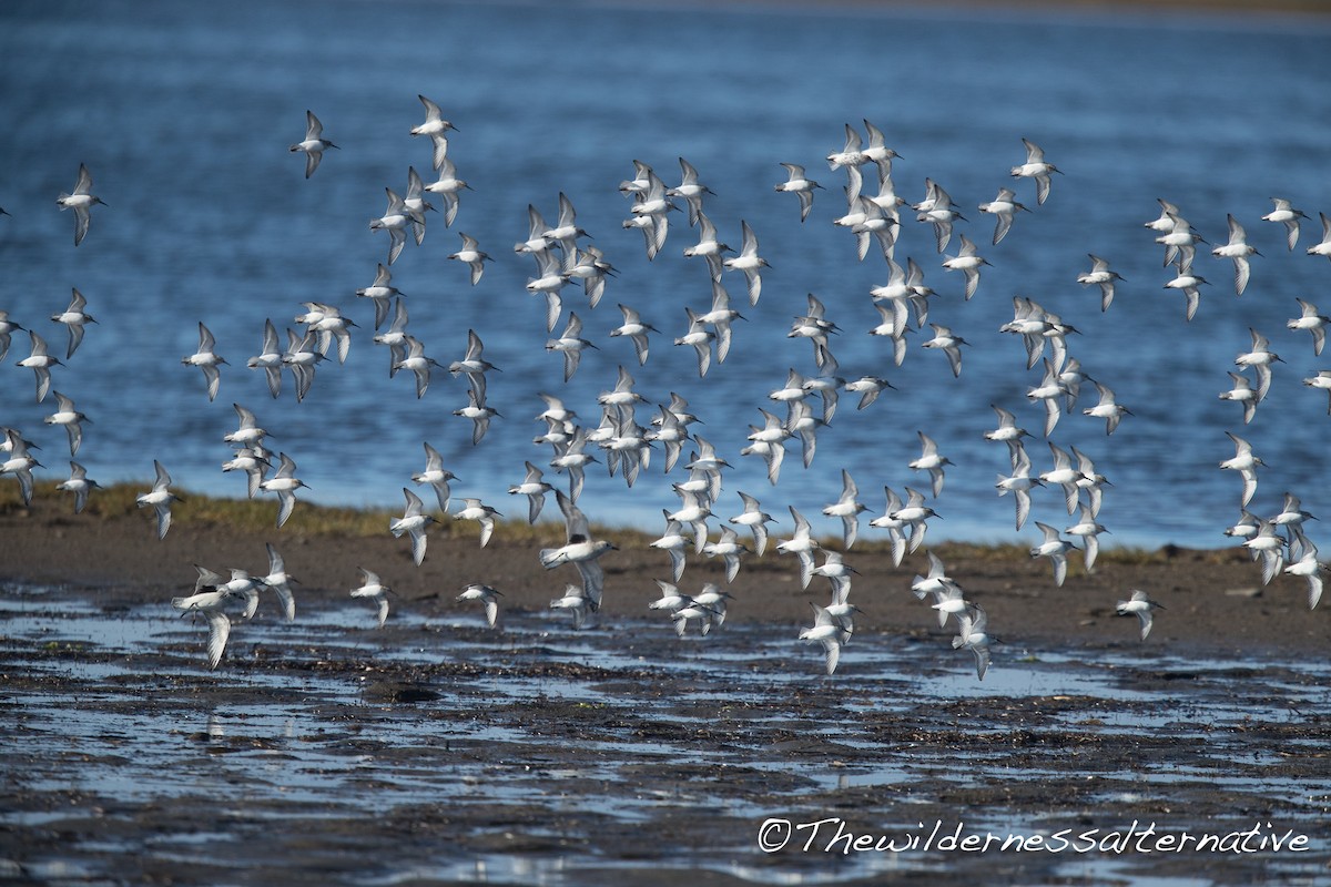 Dunlin - ML121929331