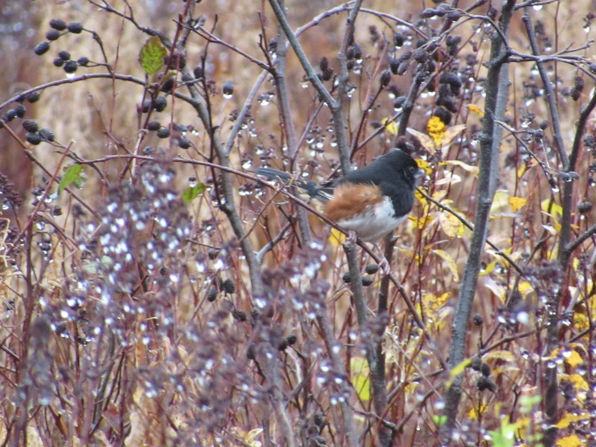 Eastern Towhee - Bob Hay