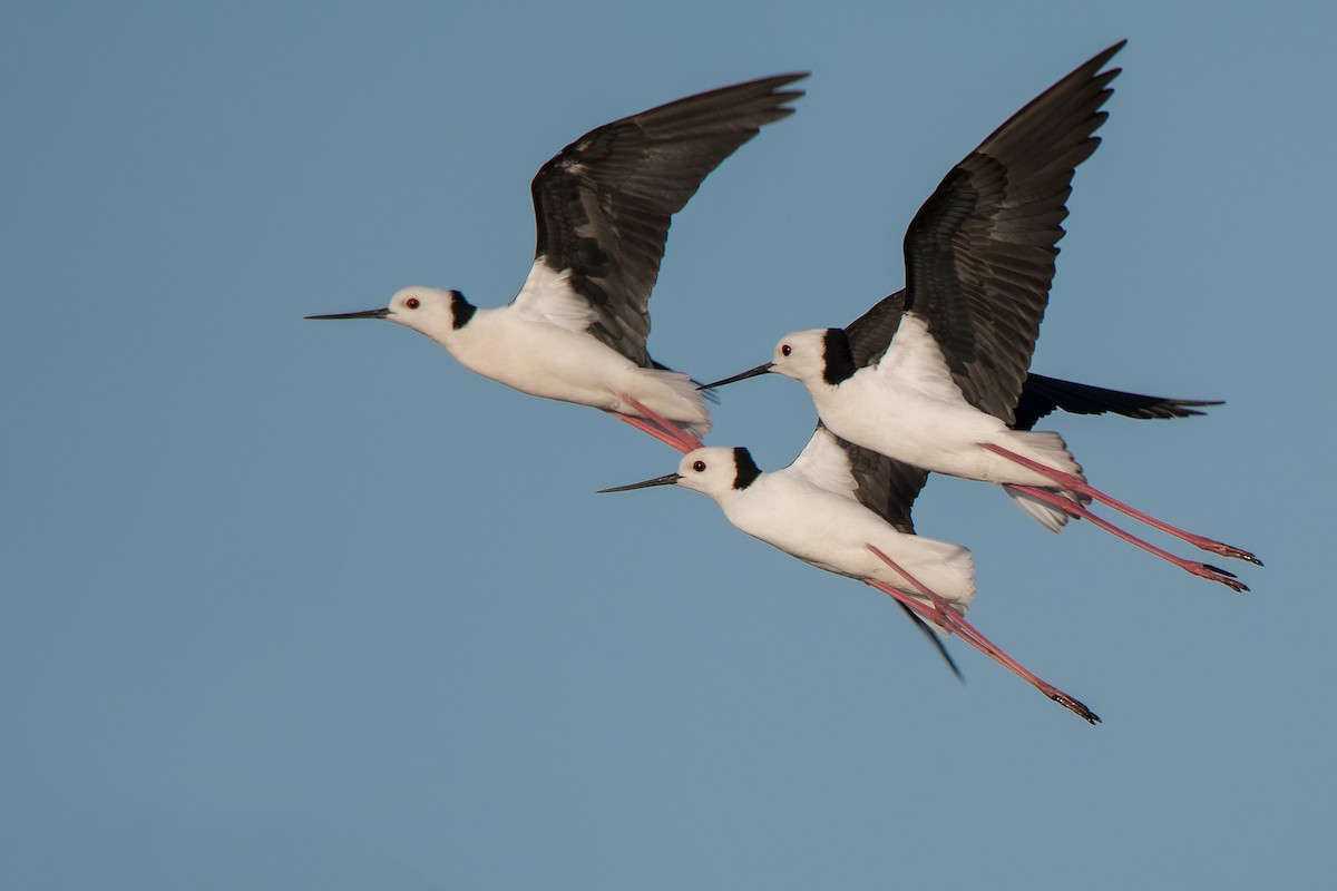 Pied Stilt - Hayley Alexander