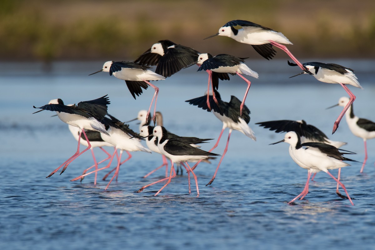 Pied Stilt - Hayley Alexander