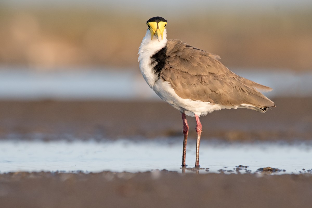 Masked Lapwing - ML121933601