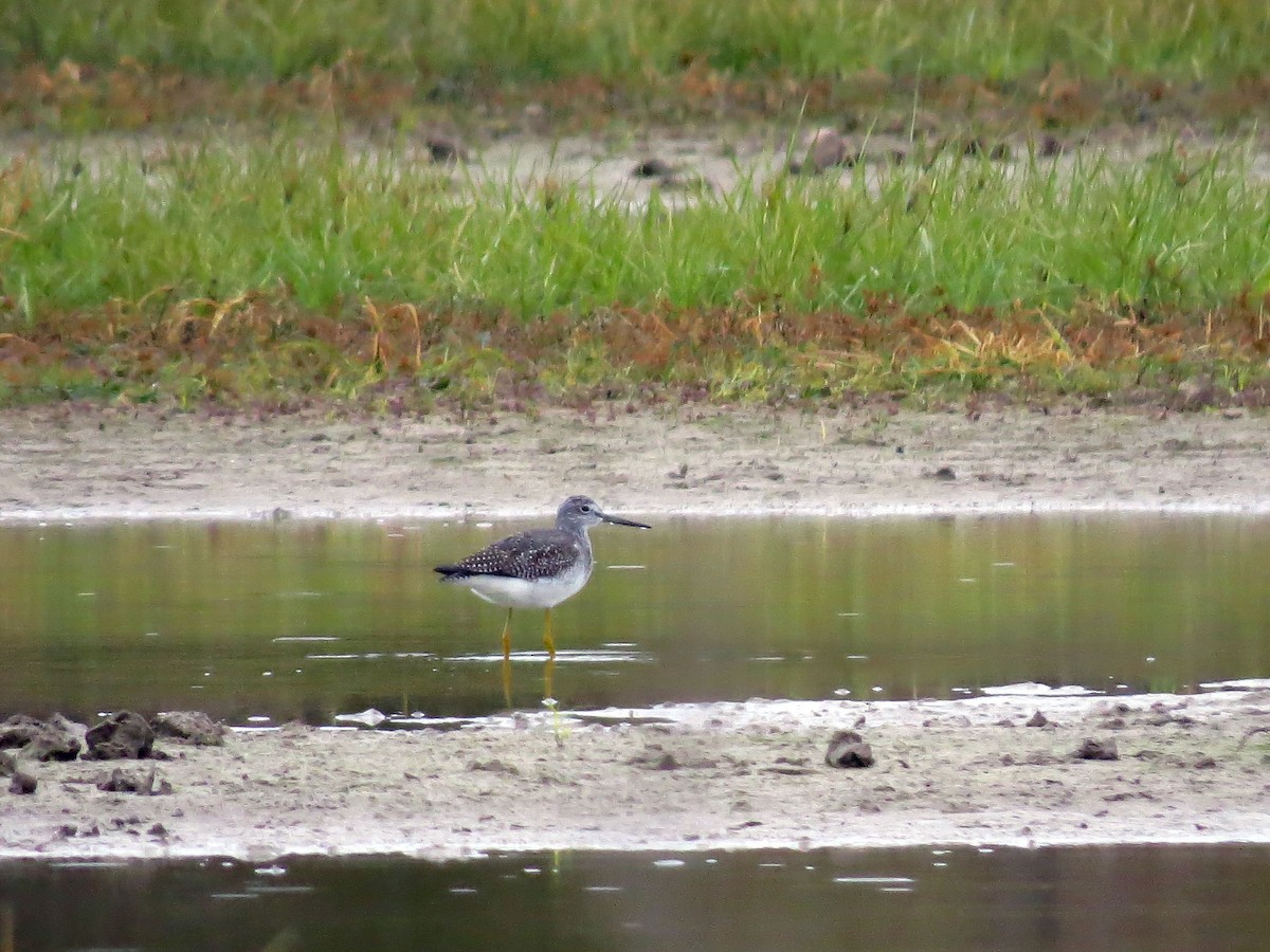 Greater Yellowlegs - ML121933861