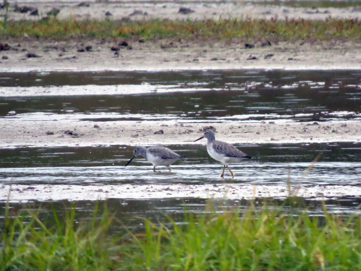 Greater Yellowlegs - ML121933871