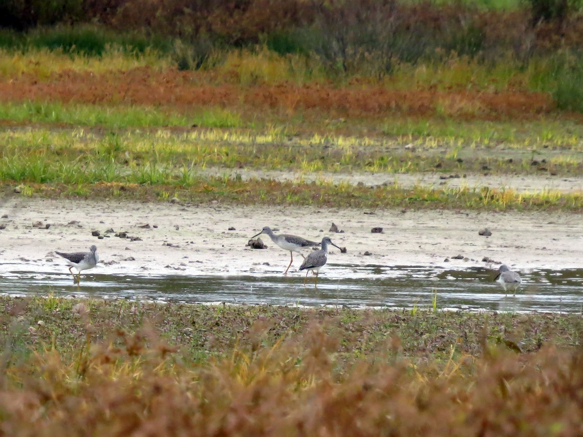 Greater Yellowlegs - ML121933881