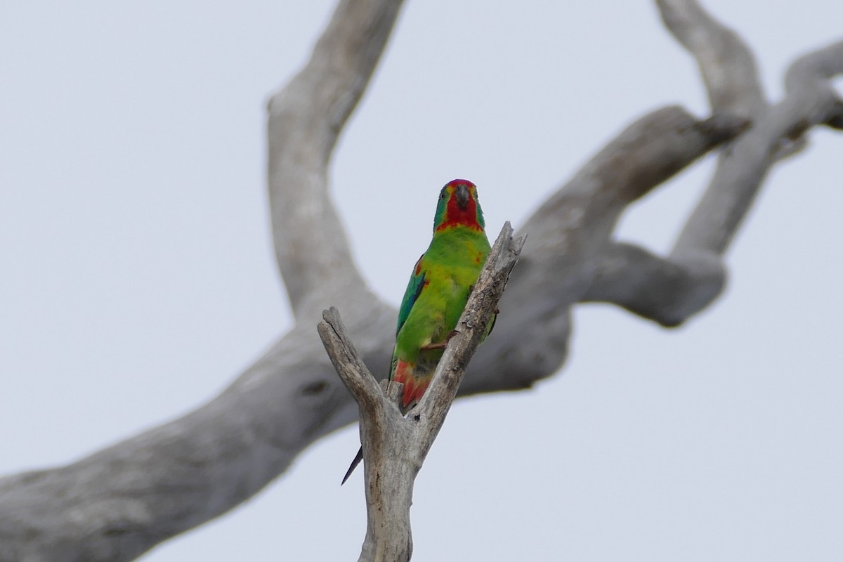 Swift Parrot - ML121934201