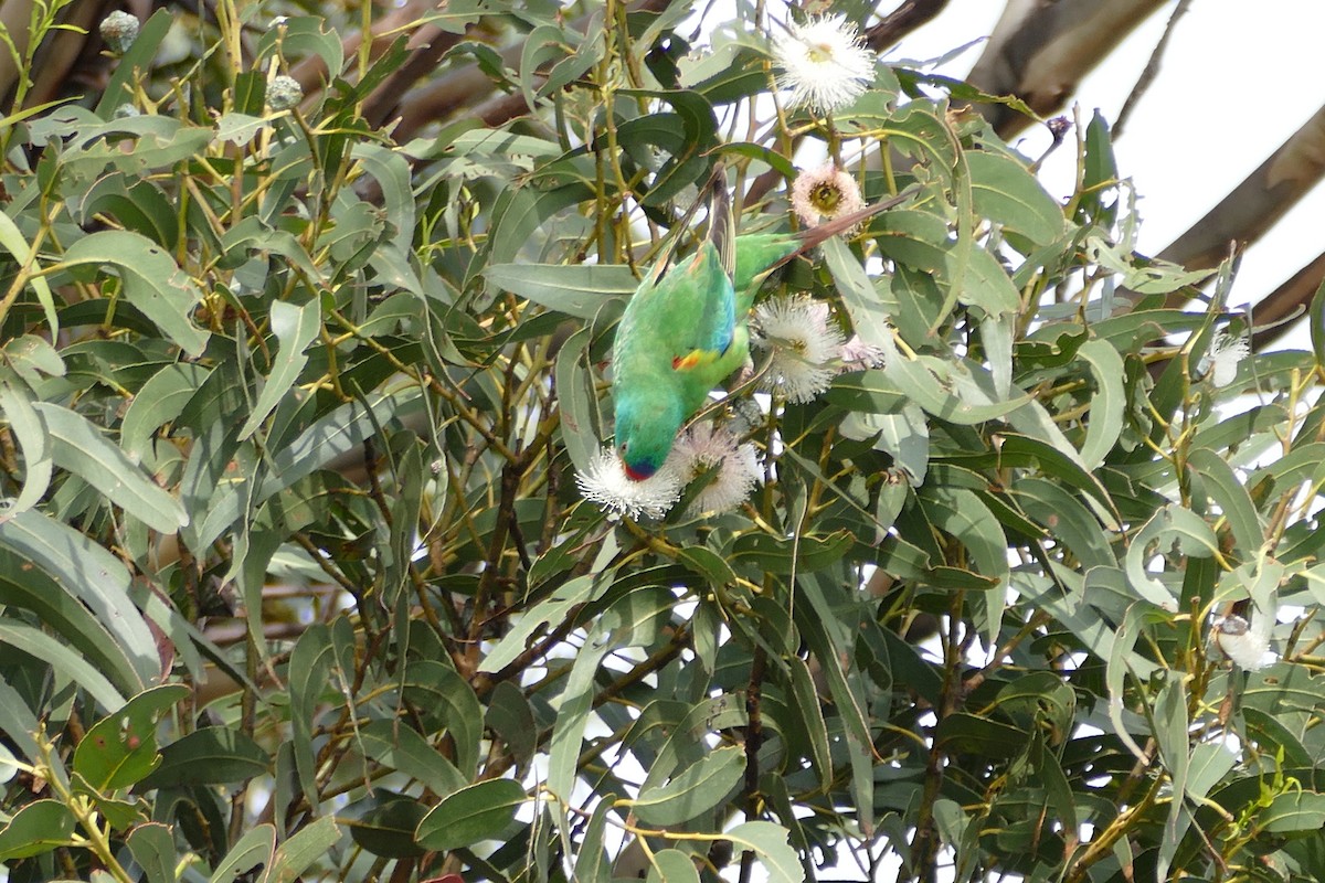 Swift Parrot - ML121934231