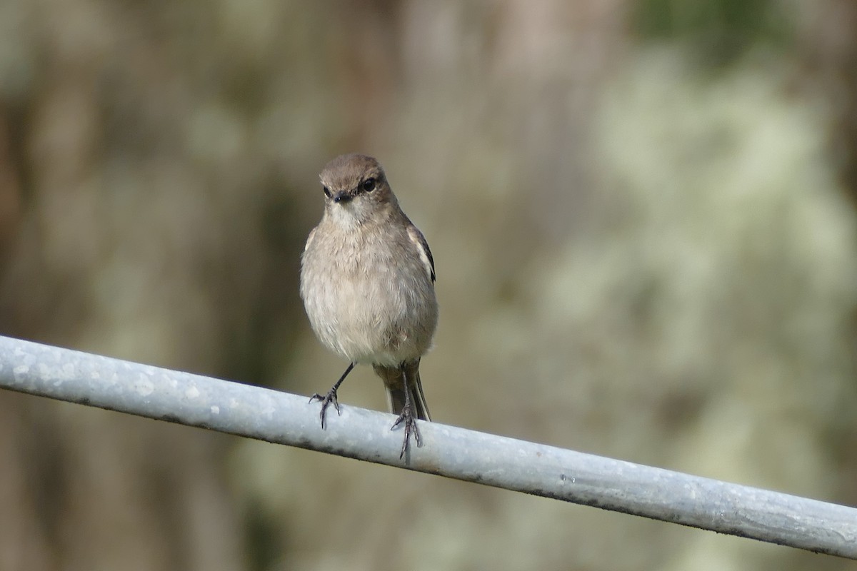 Dusky Robin - ML121934241