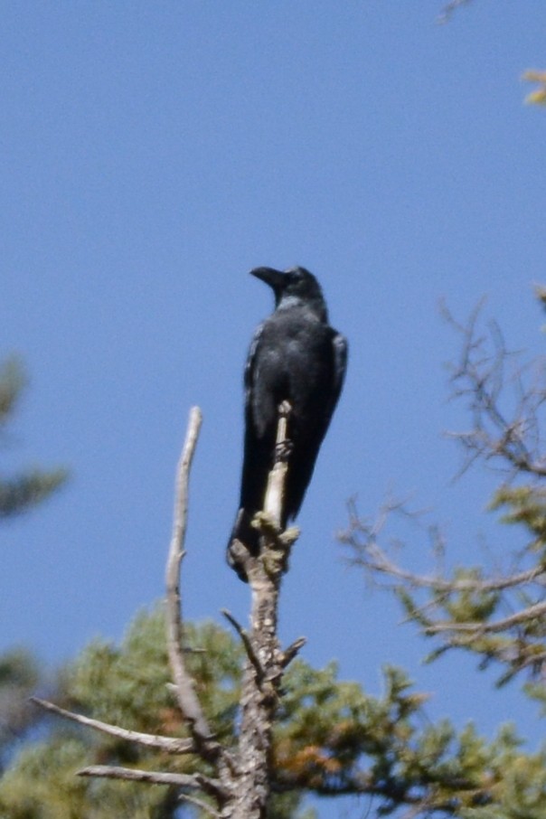 Large-billed Crow - Cathy Pasterczyk