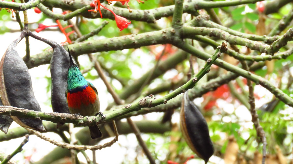 Greater Double-collared Sunbird - Shane Dollman