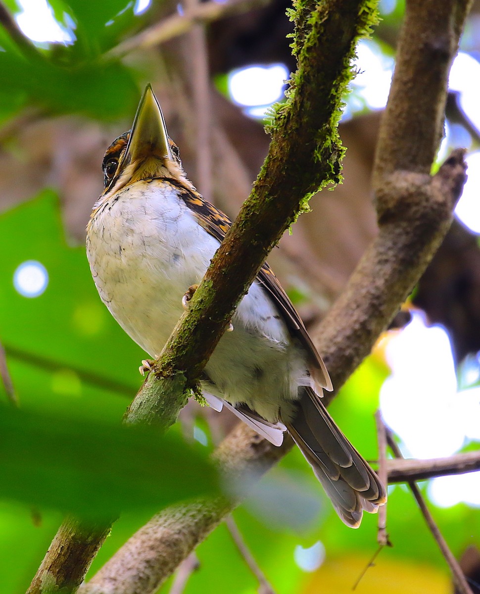 Hook-billed Kingfisher - ML121936151