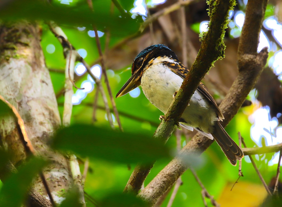 Hook-billed Kingfisher - ML121936271