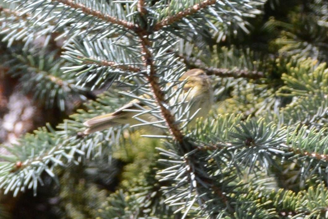 Sichuan Leaf Warbler - ML121936441