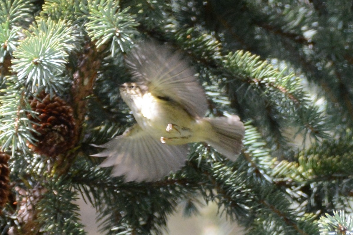 Sichuan Leaf Warbler - Cathy Pasterczyk