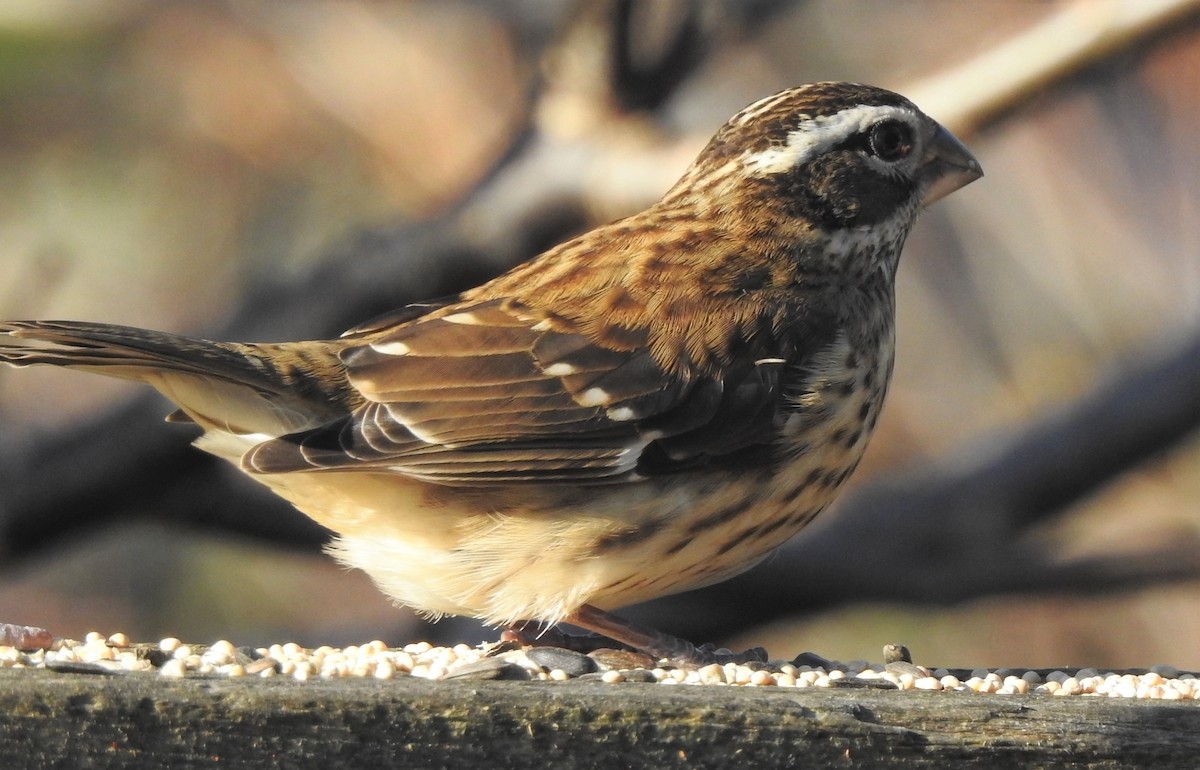 Rose-breasted Grosbeak - Cindy Staicer