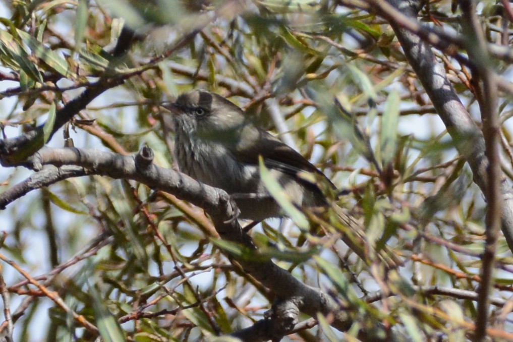 Chinese Fulvetta - Cathy Pasterczyk