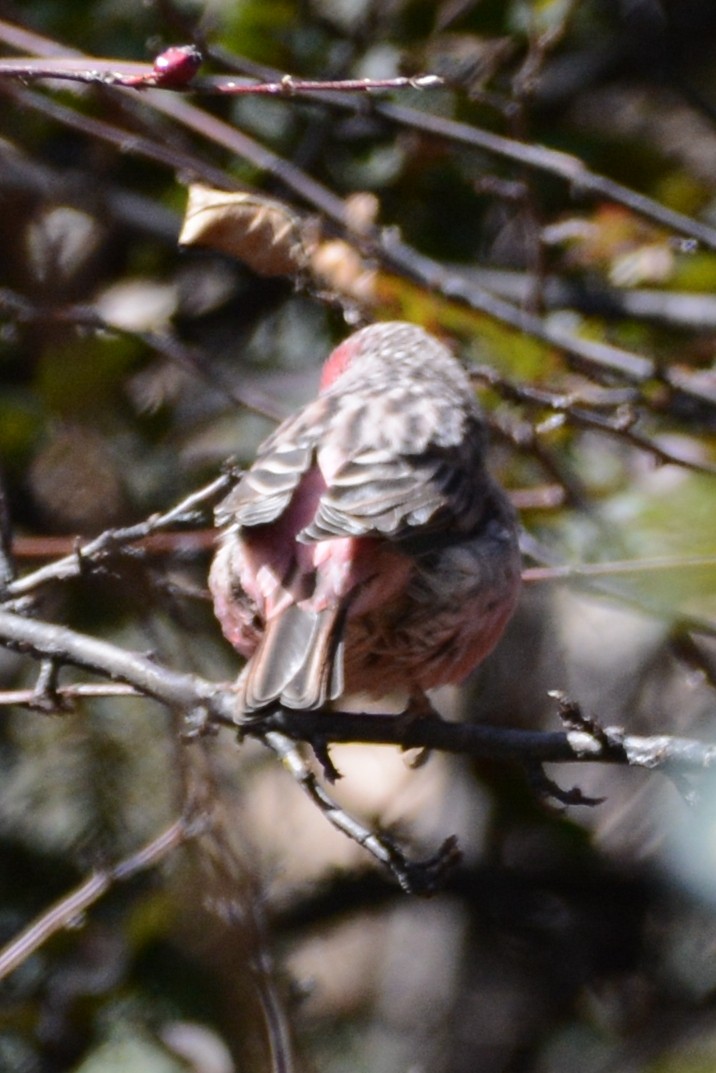 Pink-rumped Rosefinch - ML121937871