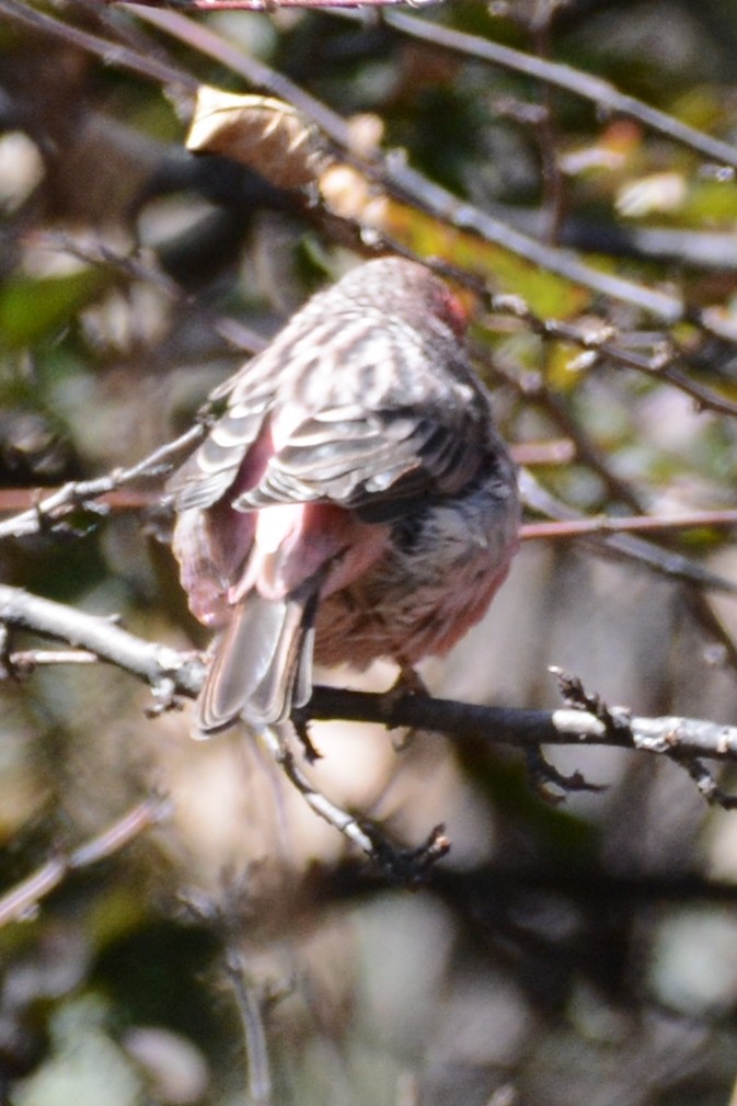 Pink-rumped Rosefinch - ML121937881