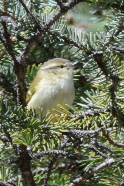 Mosquitero de Lichiang - ML121938001