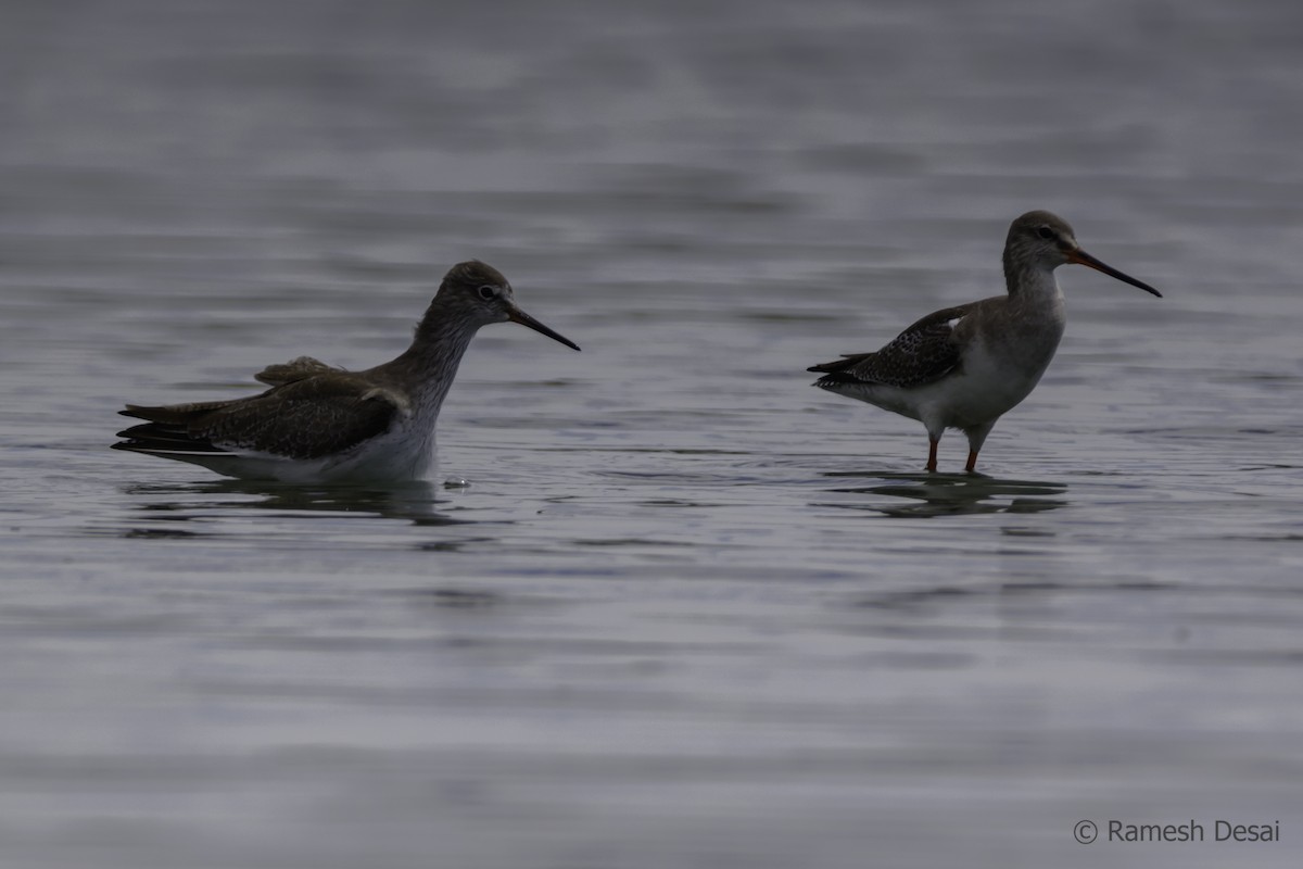 Spotted Redshank - ML121938241