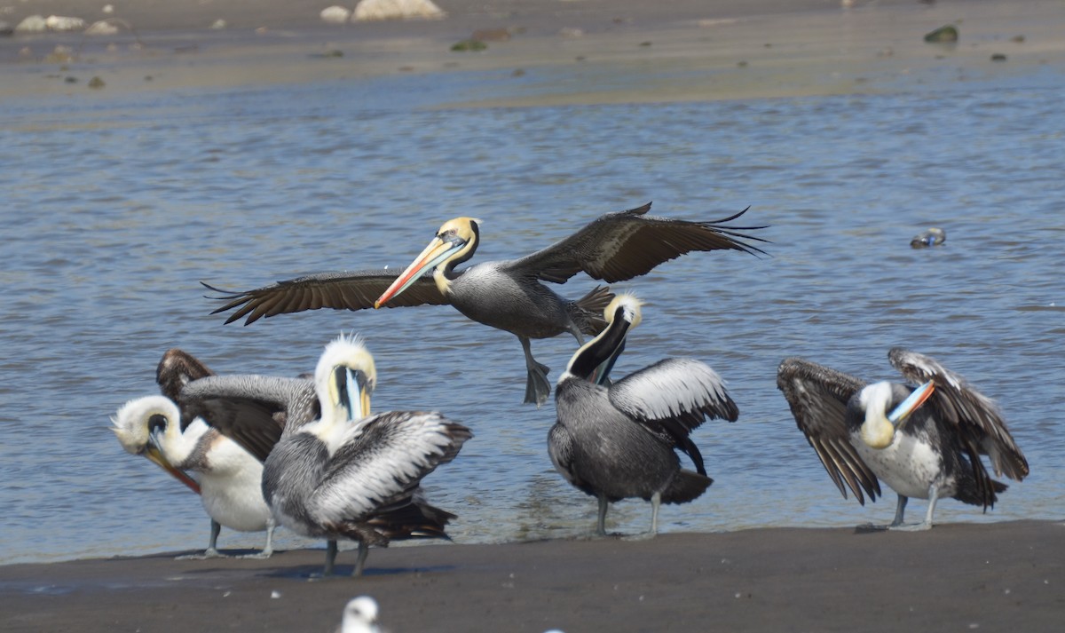 Peruvian Pelican - ML121938941