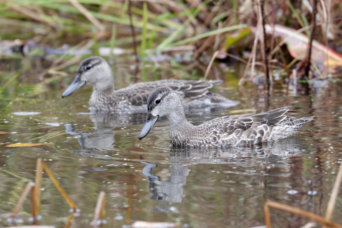 Blue-winged Teal - Aaron Marshall