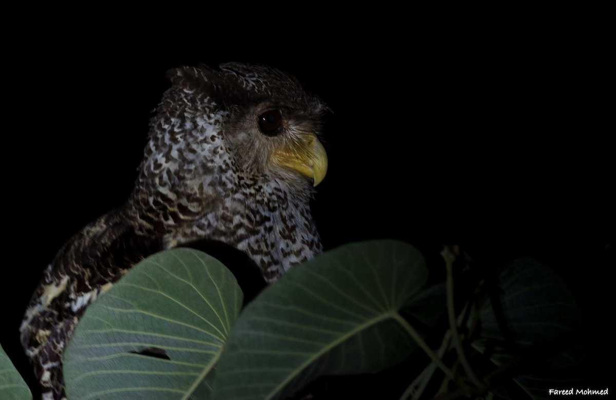 Spot-bellied Eagle-Owl - ML121940211