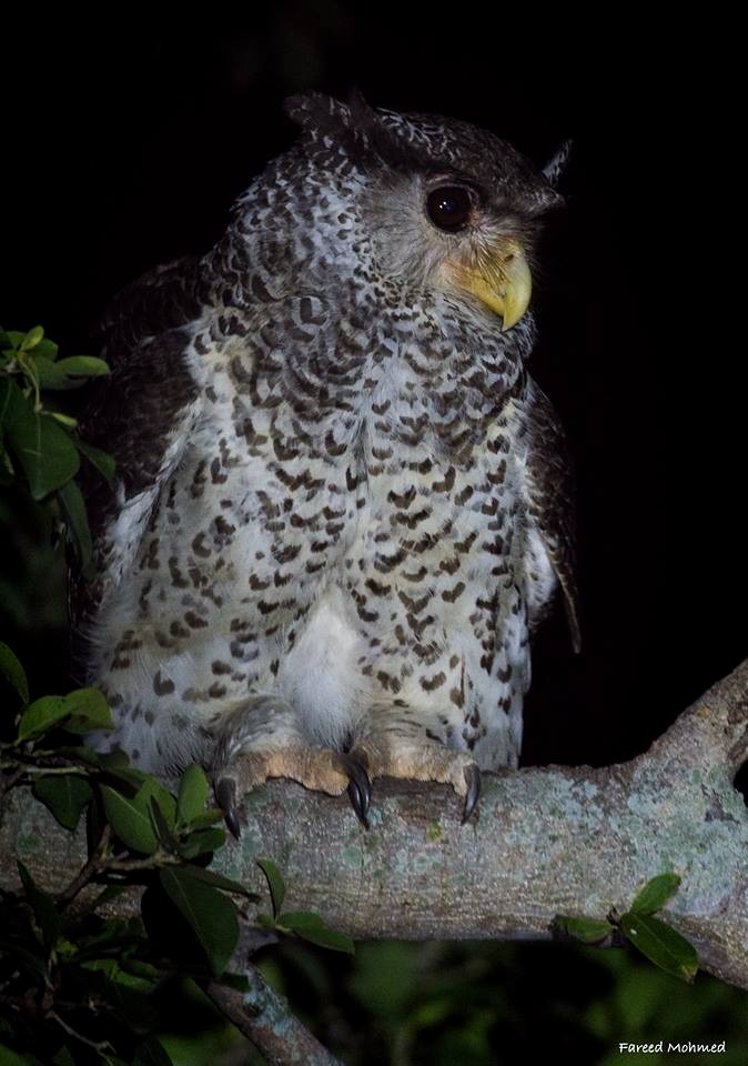 Spot-bellied Eagle-Owl - ML121940241