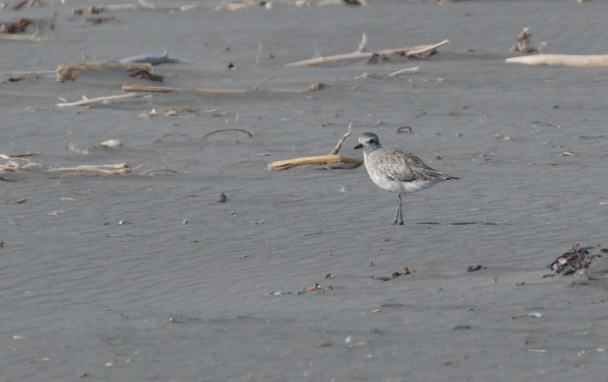 Black-bellied Plover - ML121940501