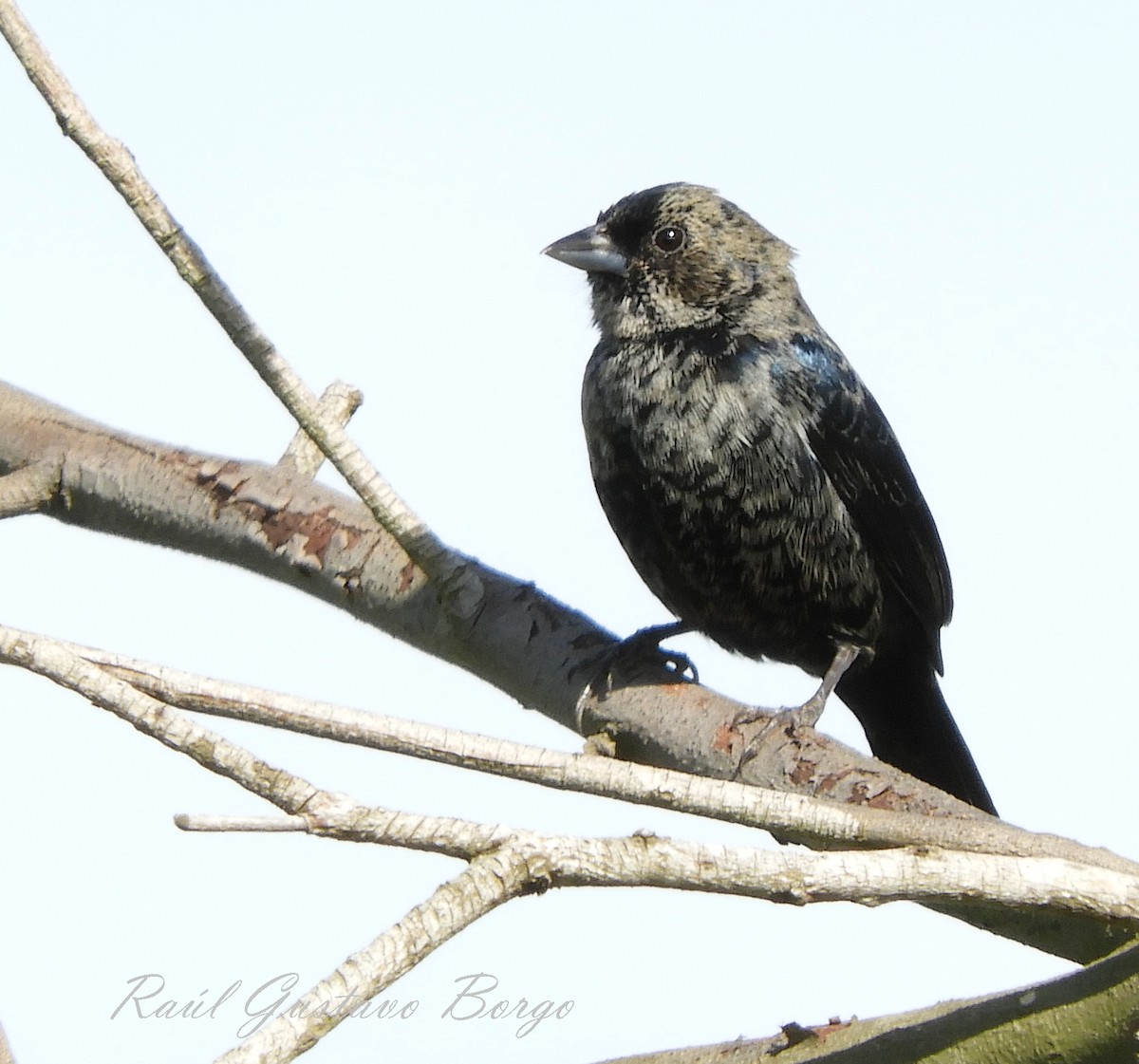 Jacarini noir - ML121940551