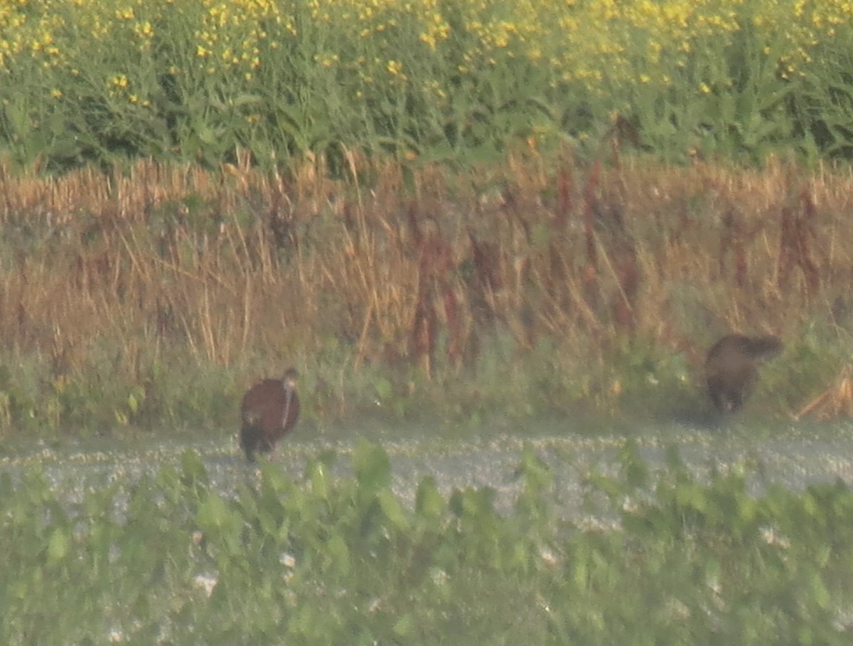 White-faced Ibis - ML121941231