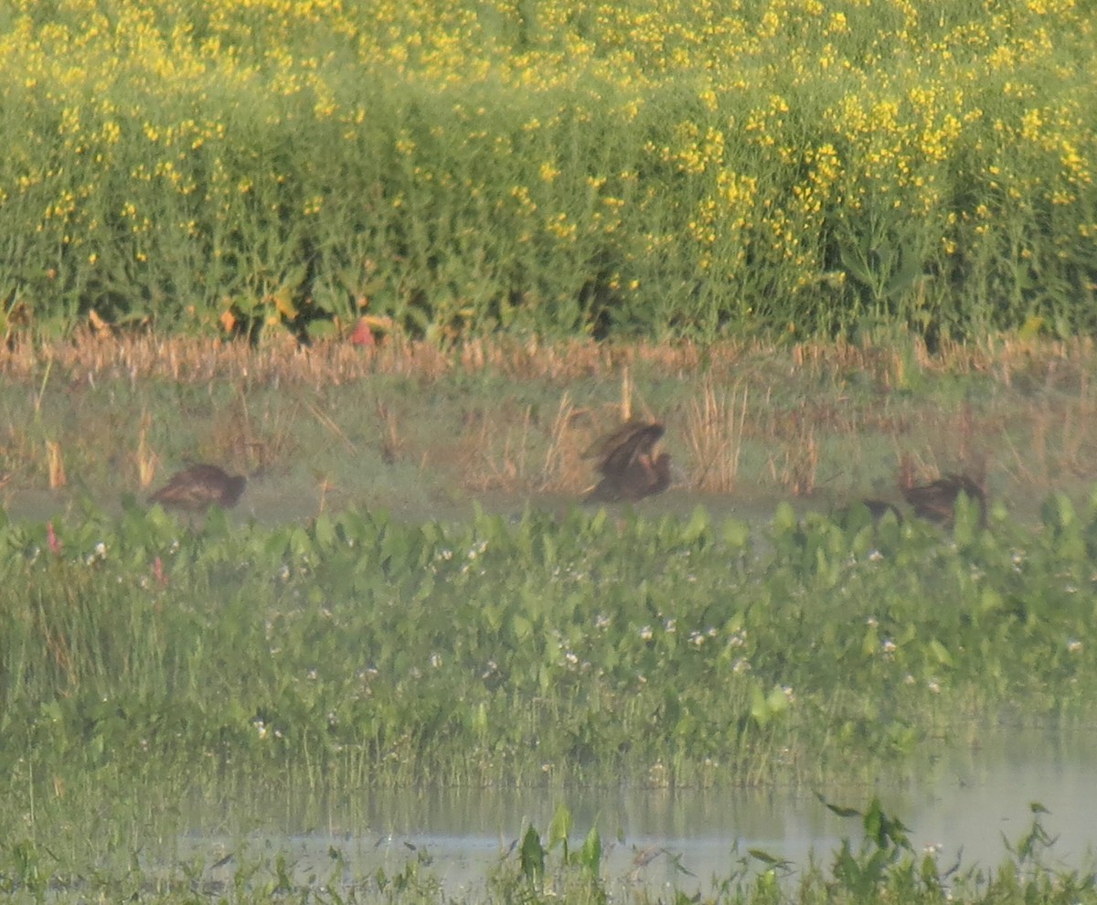 White-faced Ibis - ML121941241