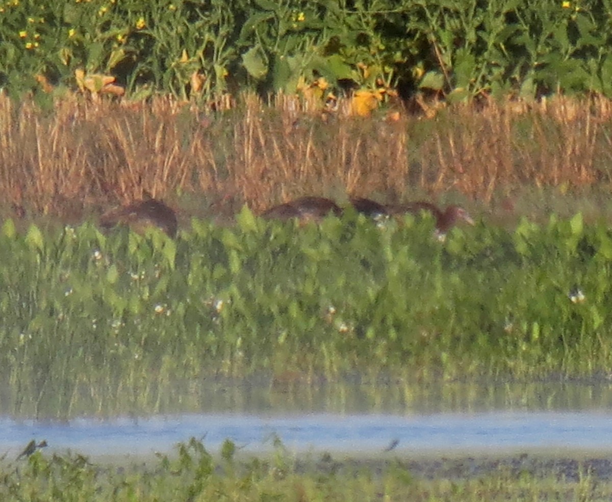 White-faced Ibis - ML121941261