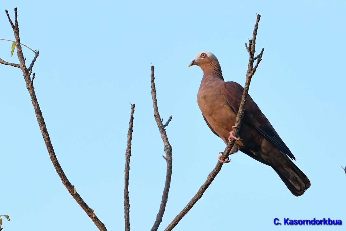 Pale-capped Pigeon - Chaiyan Kasorndorkbua