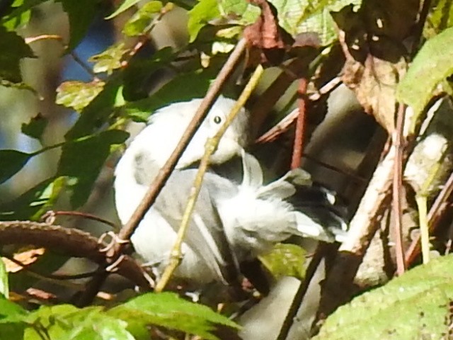 Blue-gray Gnatcatcher - Kristine Dewey