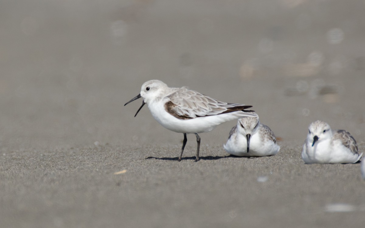 Bécasseau sanderling - ML121942081