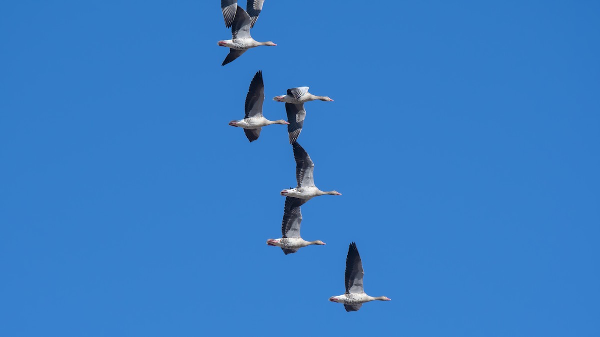 Graylag Goose - Ferit Başbuğ