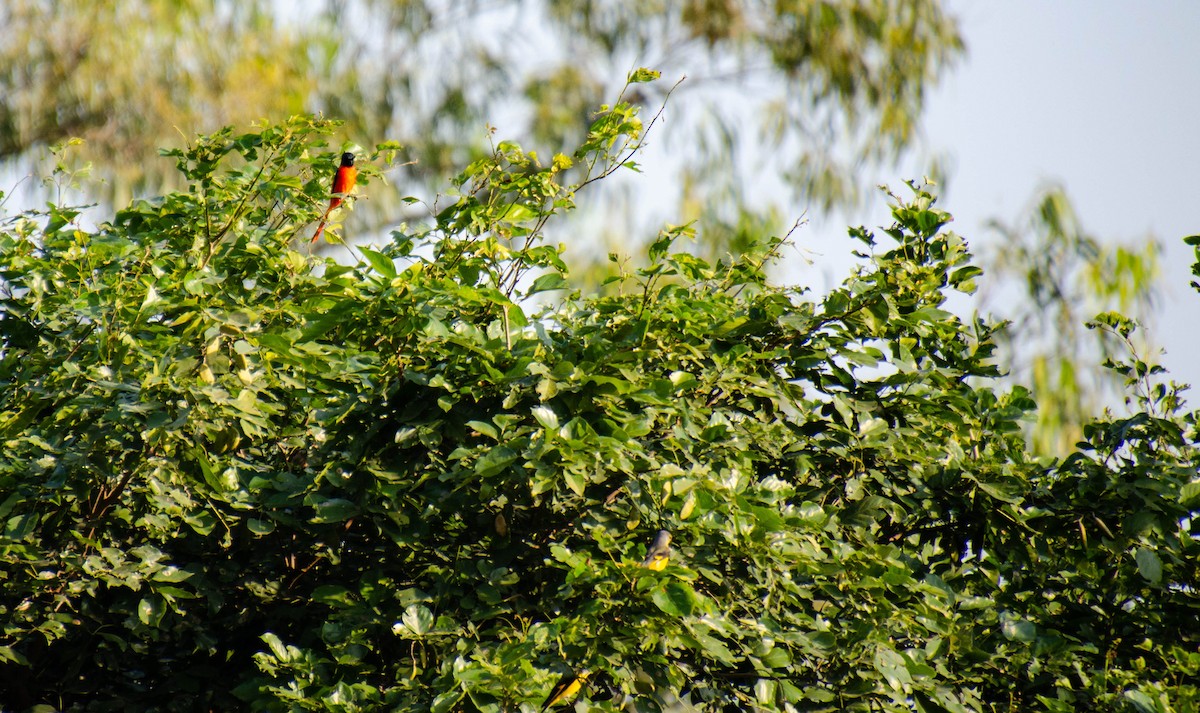 Long-tailed Minivet - HARSHJEET BAL