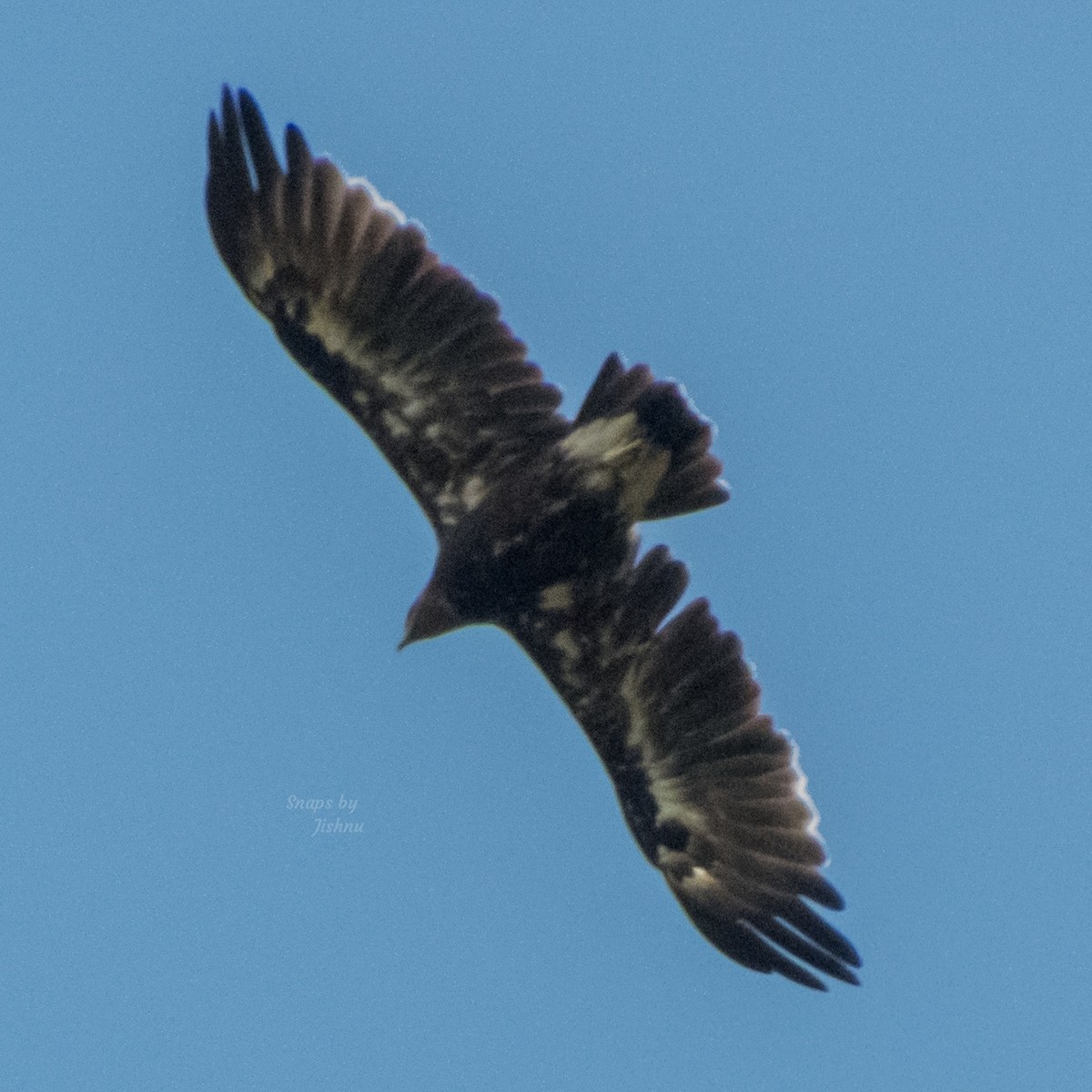 Greater Spotted Eagle - Jishnu Narayanan