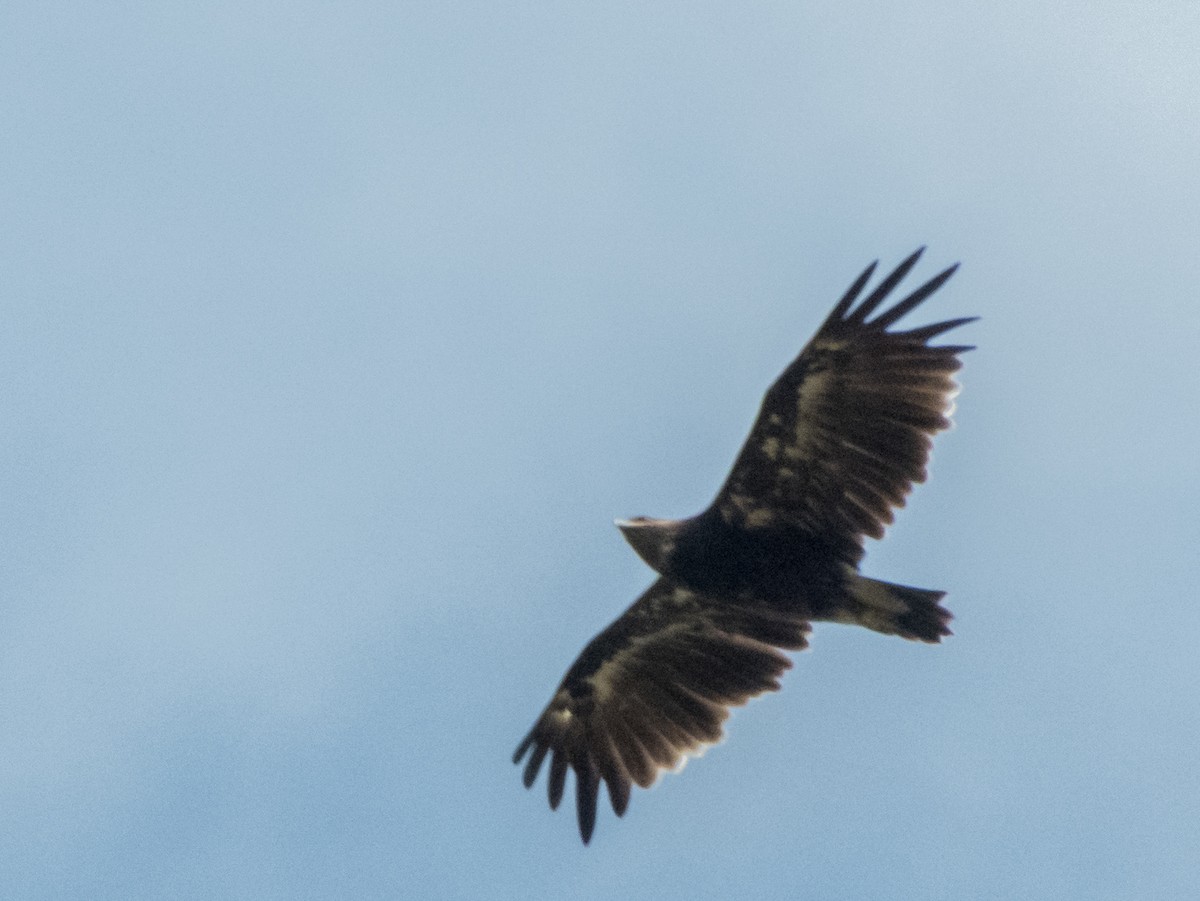 Greater Spotted Eagle - Jishnu Narayanan