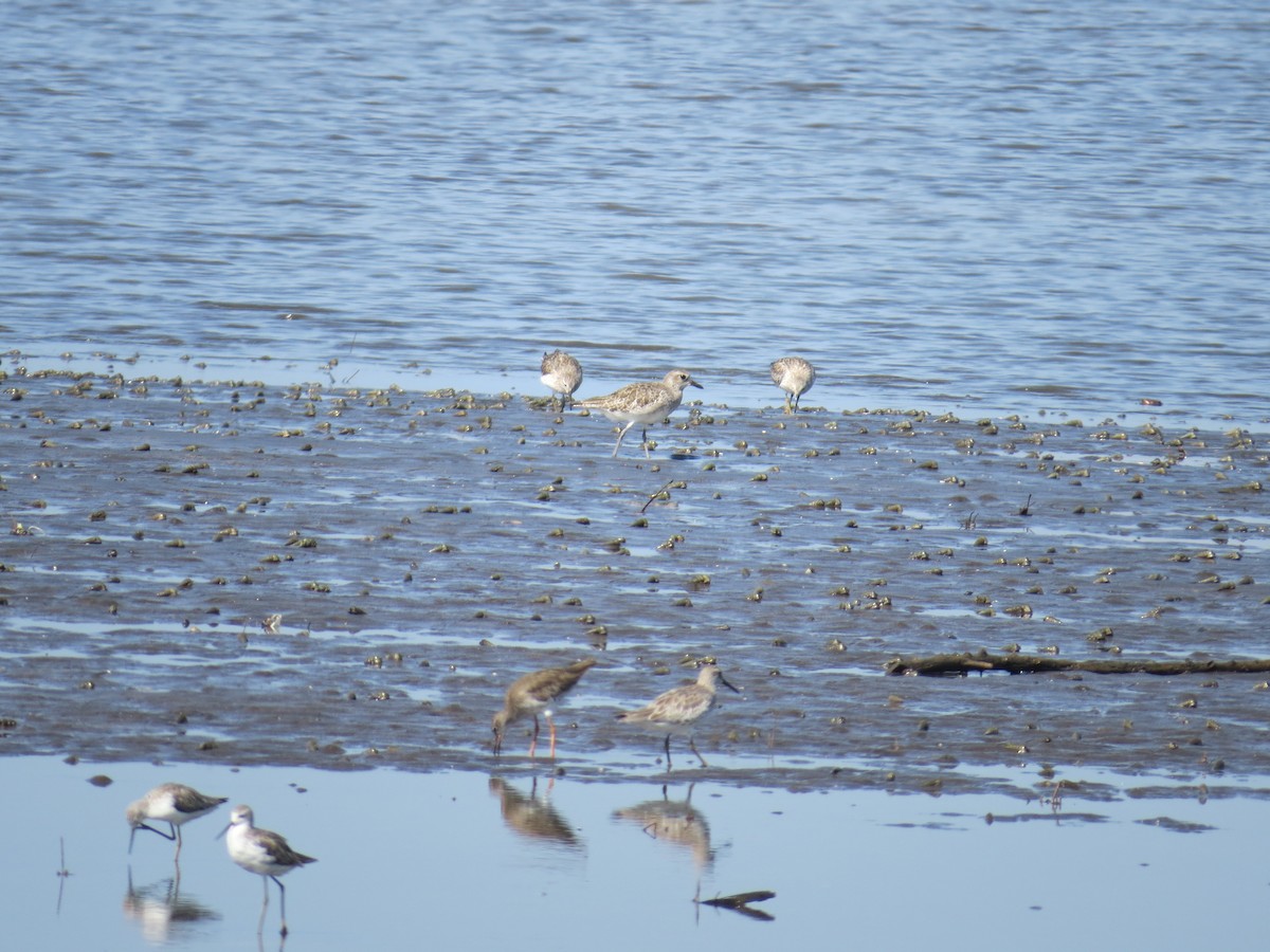 Black-bellied Plover - Juan Mesquida