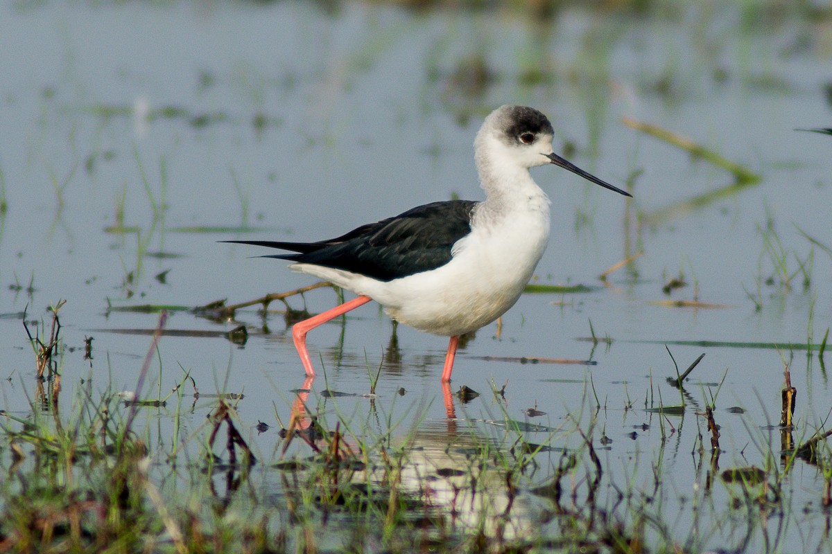 Black-winged Stilt - Arunava Bhattacharjee