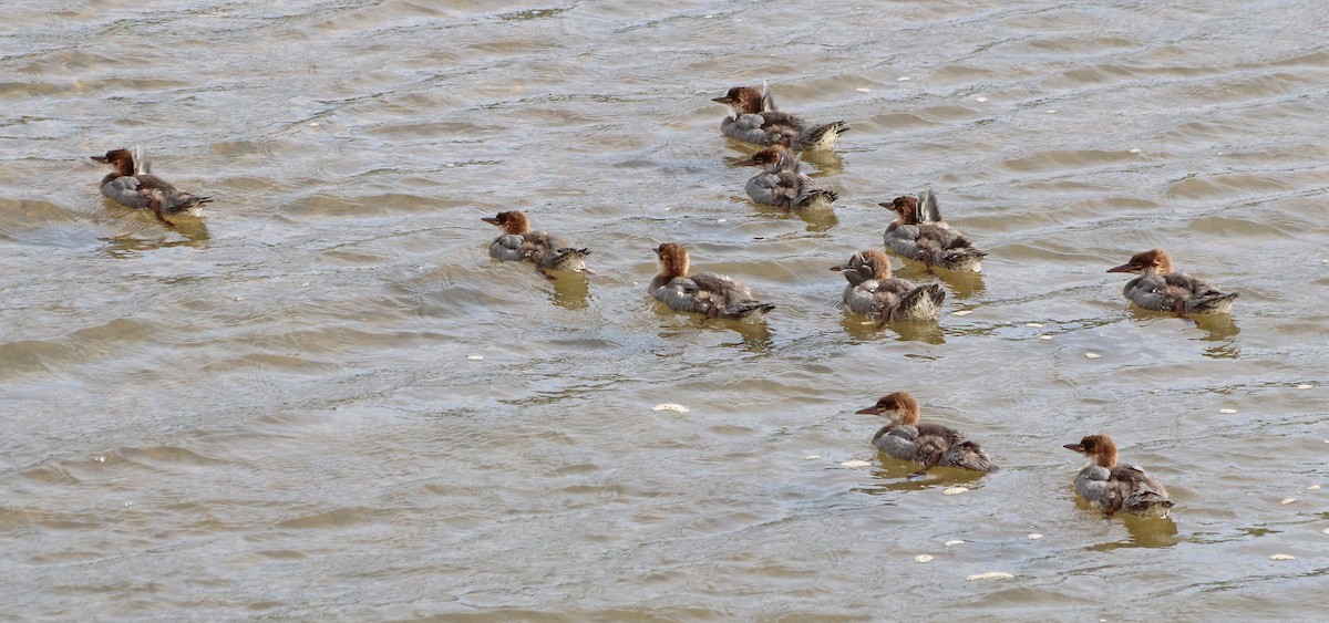 Common Merganser - ML121947241