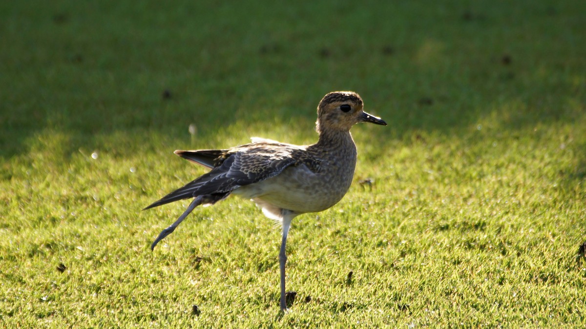 Pacific Golden-Plover - ML121950181