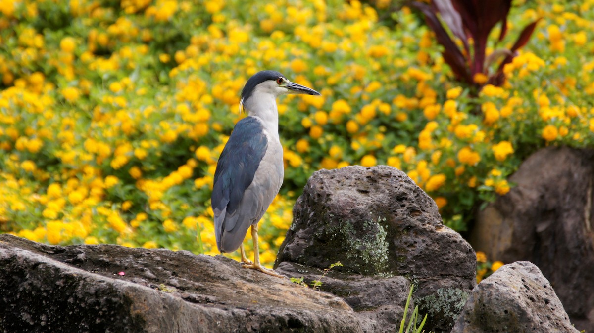 Black-crowned Night Heron - ML121950521