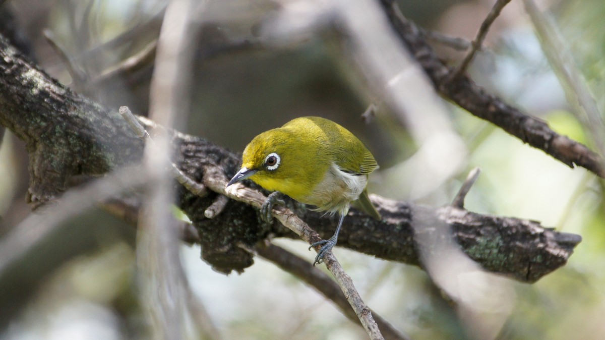 Warbling White-eye - ML121950581