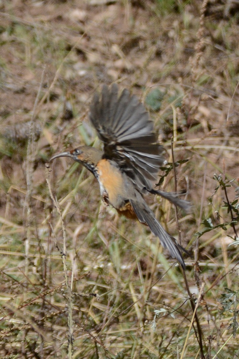 Black-streaked Scimitar-Babbler - Cathy Pasterczyk